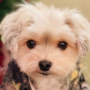 Meet your Posher, Ann